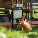 Poulet Léngt fir Poulet Haiser - Chicken Guard