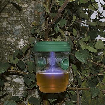Wasp traps - small with solar cell light